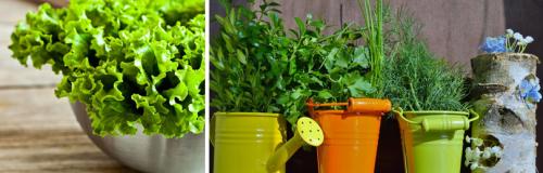 Можно ли выращивать зеленые листовые овощи дома, и какие из них самые неприхотливые. НЕОБХОДИМЫЕ УСЛОВИЯ, ЧТОБЫ ВЫРАЩИВАТЬ ЗЕЛЕНЬ НА ПОДОКОННИКЕ