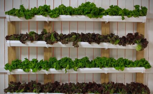 3 лучших вида листовой зелени для ежедневного употребления 09