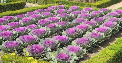 Какие виды листовой зелени наиболее полезны для ежедневного употребления. Топ 14 полезной зелени