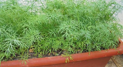 Полезные виды зелени: 7 лучших вариантов для вашего меню 03