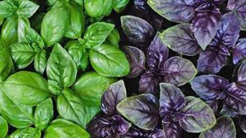 Как отличить полезные свойства одних зеленых листовых овощей от других. Базилик полезные свойства: