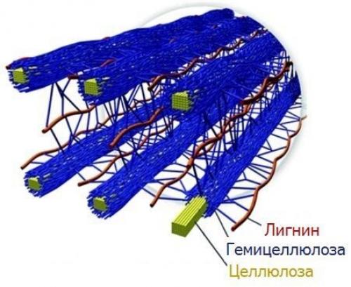 Польза и вред растительной клетчатки. КОРОТКО О КЛЕТЧАТКЕ 01 Польза и вред растительной клетчатки. КОРОТКО О КЛЕТЧАТКЕ 01