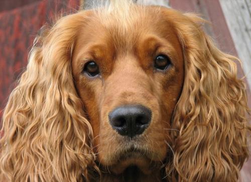 Как правильно очищать ушки спаниеля от секретов и грязи. Правильный уход за ушами спаниеля