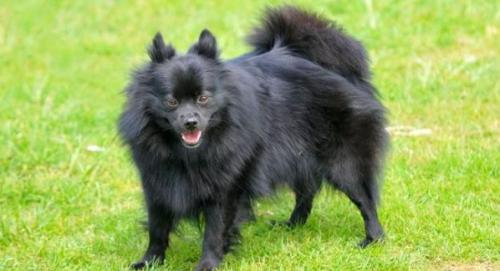 Как определить, что у спаниеля возникли проблемы с грудью или ушами. Болезни шпицев