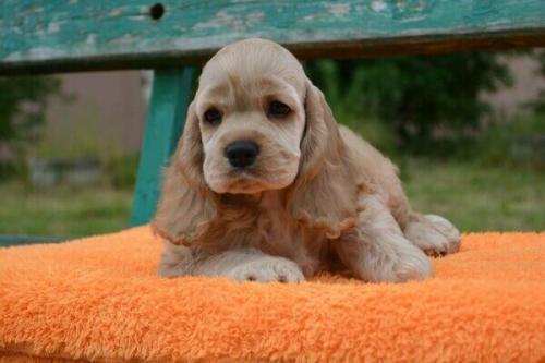 Как часто нужно осматривать грудь и ухо вашего спаниеля. 