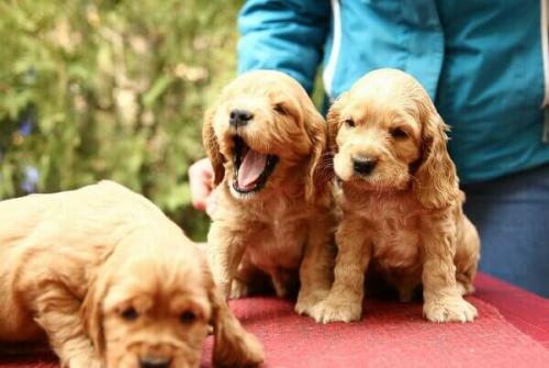 Как часто нужно осматривать грудь и ухо вашего спаниеля. 