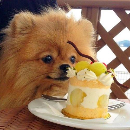 Как определить, что у спаниеля возникли проблемы с грудью или ушами. Болезни шпицев