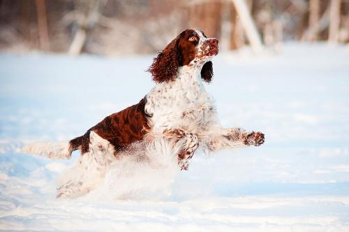 Секреты здоровья груди и ушек у собак породы спаниель 10
