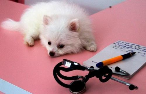 Как определить, что у спаниеля возникли проблемы с грудью или ушами. Болезни шпицев