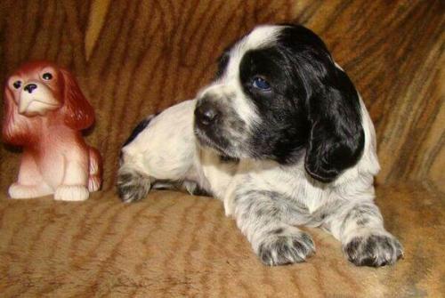 Как часто нужно осматривать грудь и ухо вашего спаниеля. 