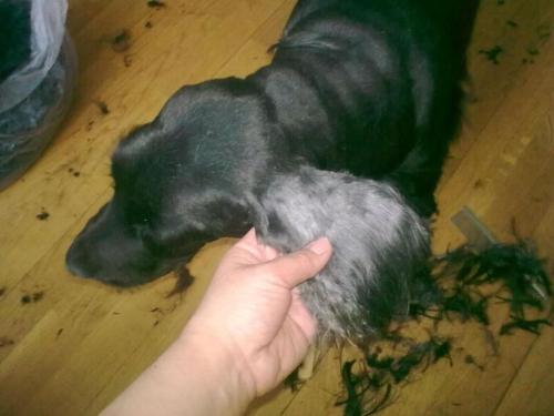 Как правильно очищать ушки спаниеля от секретов и грязи. Правильный уход за ушами спаниеля