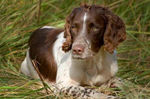 Как влияет здоровье груди и ушей на общее состояние спаниеля. История породы
