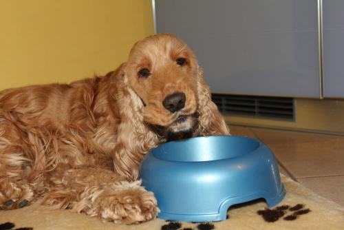 Секреты здоровья груди и ушек у собак породы спаниель 09