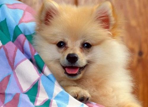 Как определить, что у спаниеля возникли проблемы с грудью или ушами. Болезни шпицев