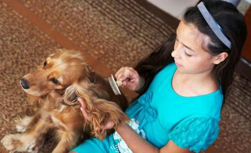 Секреты здоровья груди и ушек у собак породы спаниель 08