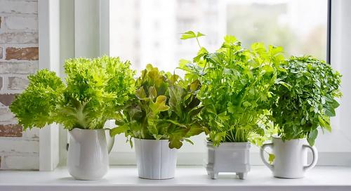 Топ-5 зелени, которые улучшат вкус ваших блюд 07