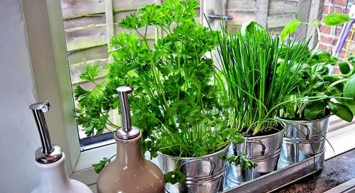 Топ-5 зелени, которые улучшат вкус ваших блюд 08