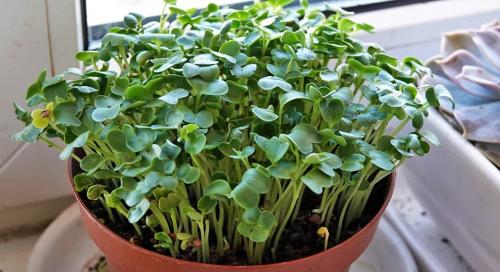 Топ-5 зелени, которые улучшат вкус ваших блюд 12