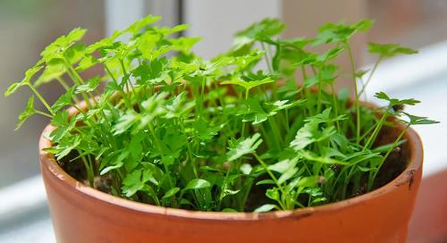 Топ-5 зелени, которые улучшат вкус ваших блюд 09