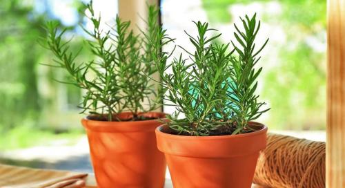 Топ-5 зелени, которые улучшат вкус ваших блюд 14