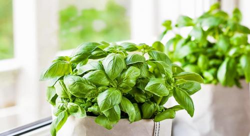 Топ-5 зелени, которые улучшат вкус ваших блюд 11