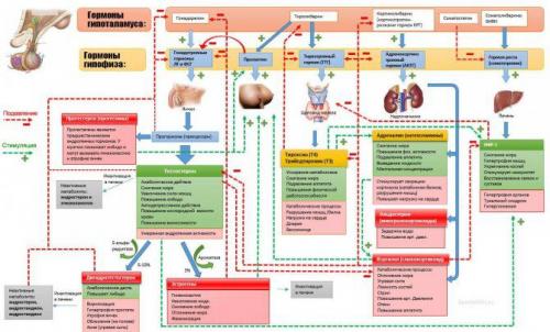 Какие органы относятся к системе мочевыделительной