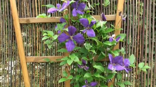 Какие растения и цветы можно использовать для украшения крыльца частного дома. Вьющиеся