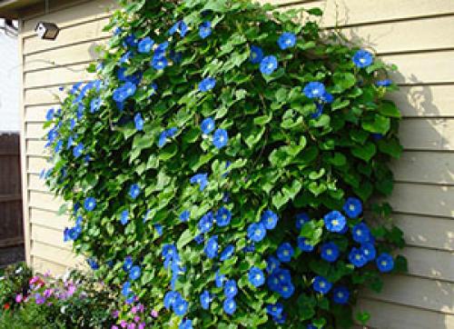 Какие из этих растений могут использоваться в пищевой промышленности