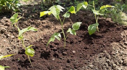 Как выбрать подходящий материал для размножения малины одревесневшими отпрысками