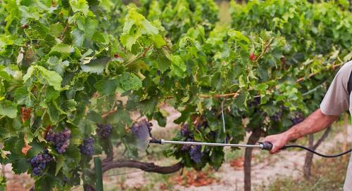 Как защитить виноград от вредителей и болезней в этот период