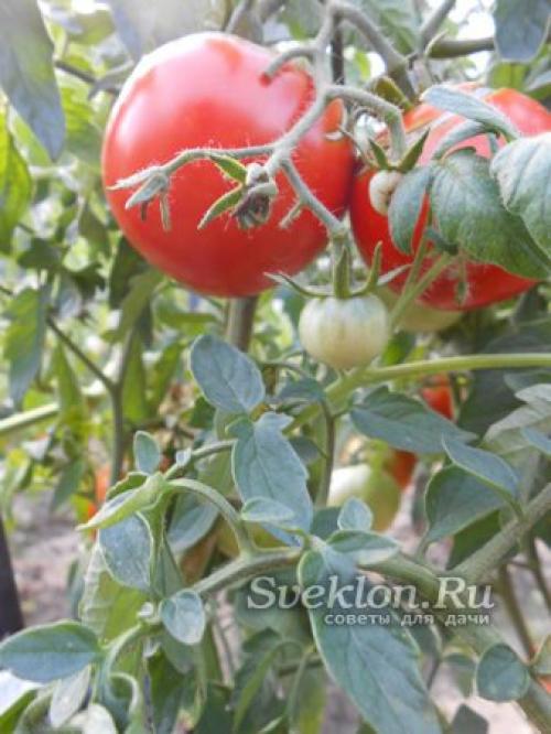 Как предотвратить развитие вредителей и болезней у растений