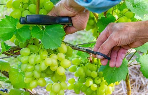 Как специальный календарь работ на винограднике влияет на урожайность винограда