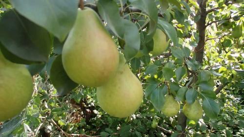 Как часто нужно подкармливать грушу весной и в другие сезоны